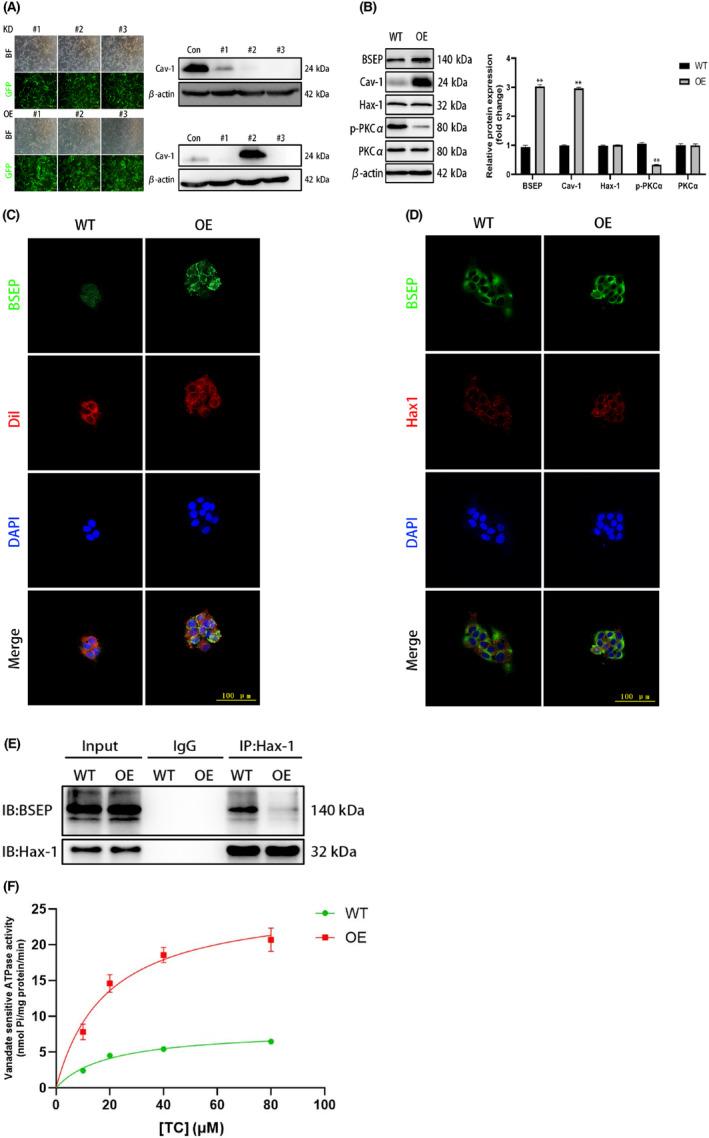 https://cdn.ncbi.nlm.nih.gov/pmc/blobs/378f/10844719/5ca207801078/JCMM-28-e18110-g005.jpg