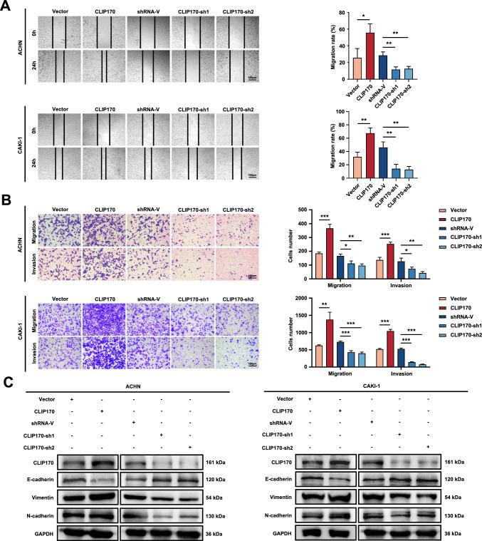 https://cdn.ncbi.nlm.nih.gov/pmc/blobs/378f/11604886/39115514a013/18_2024_5504_Fig3_HTML.jpg