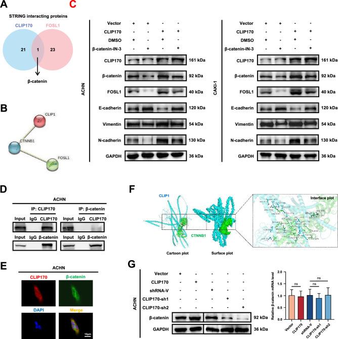https://cdn.ncbi.nlm.nih.gov/pmc/blobs/378f/11604886/9ec7620655c4/18_2024_5504_Fig7_HTML.jpg