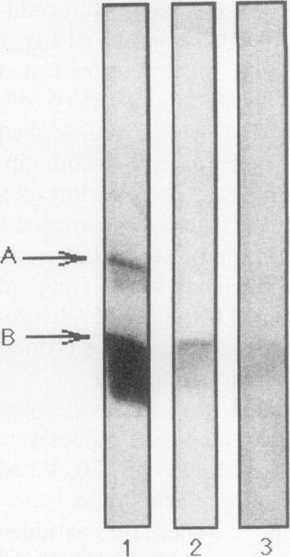 https://cdn.ncbi.nlm.nih.gov/pmc/blobs/3792/329932/34ccd300a061/jcinvest00488-0118-a.jpg