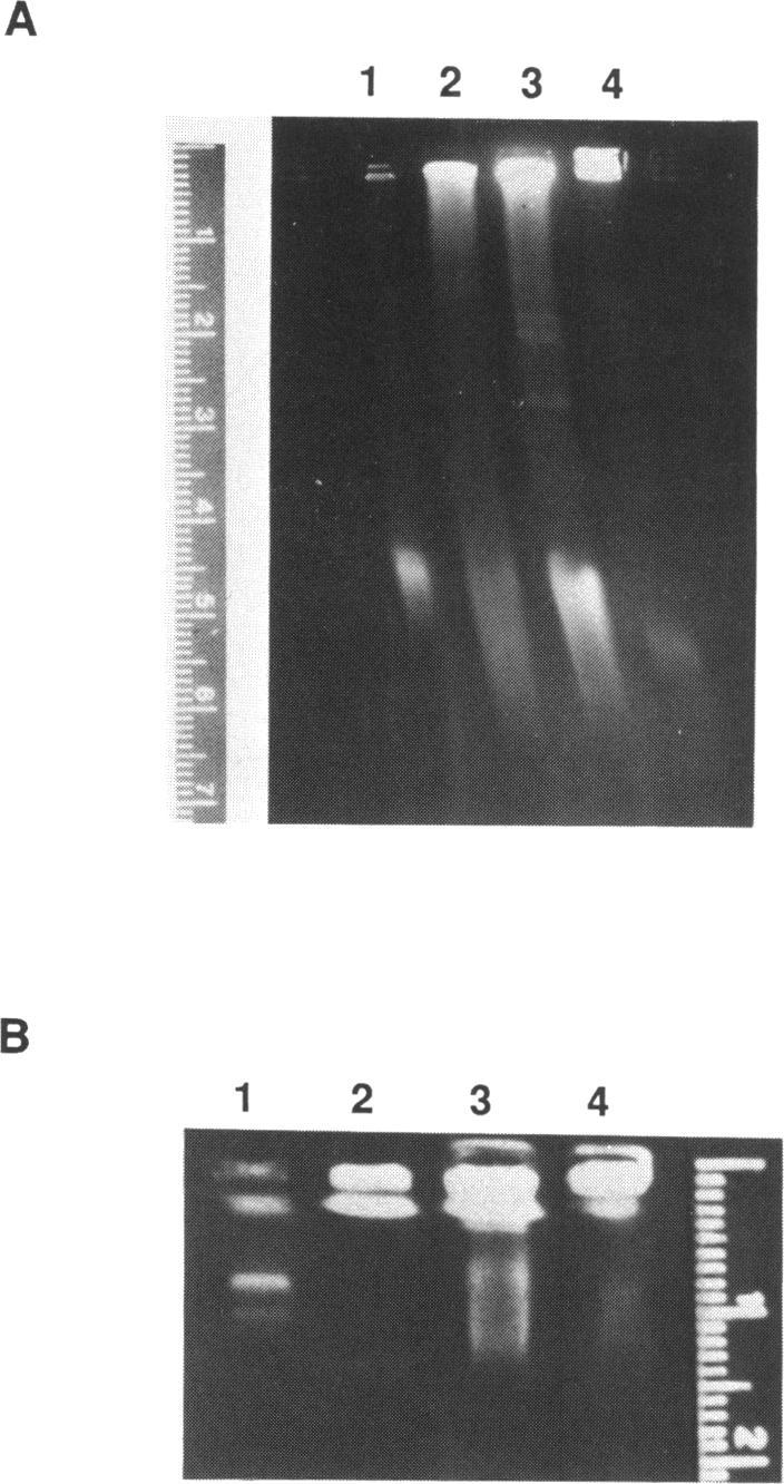 https://cdn.ncbi.nlm.nih.gov/pmc/blobs/3793/333856/4788eb55324e/nar00242-0119-b.jpg
