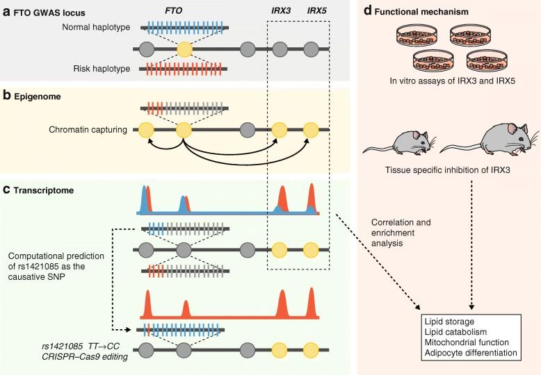 https://cdn.ncbi.nlm.nih.gov/pmc/blobs/3797/5418815/4301601bc231/13059_2017_1215_Fig3_HTML.jpg