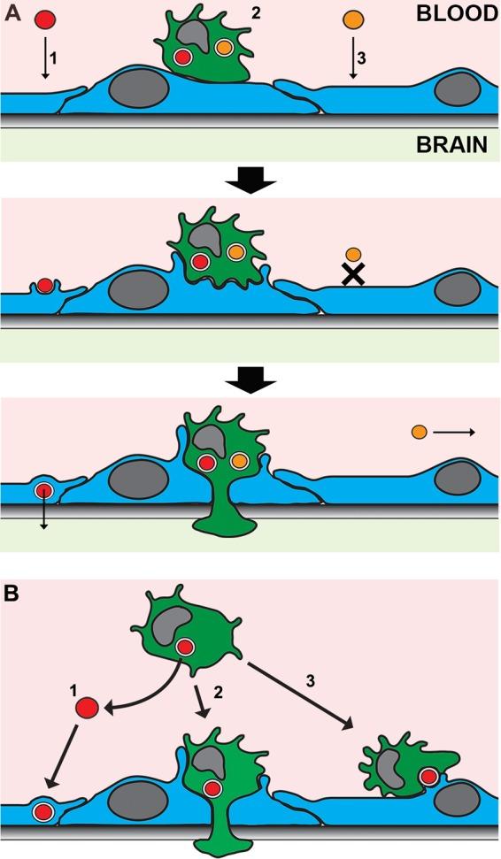 https://cdn.ncbi.nlm.nih.gov/pmc/blobs/3798/5285505/bd6028304031/mbo0011731680006.jpg