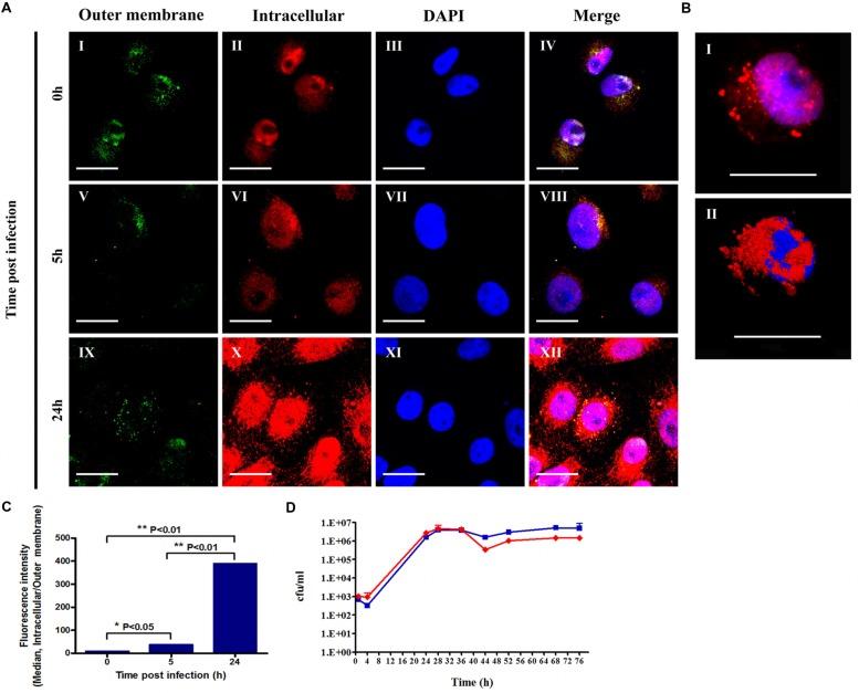 https://cdn.ncbi.nlm.nih.gov/pmc/blobs/37a0/4630301/0bda5277b8e8/fmicb-06-01213-g002.jpg