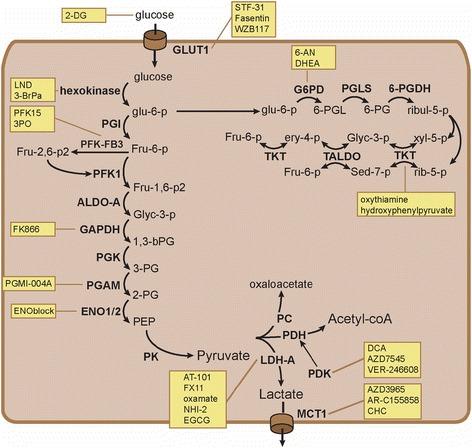 https://cdn.ncbi.nlm.nih.gov/pmc/blobs/37a0/4944519/28b531bb9483/40170_2016_154_Fig3_HTML.jpg