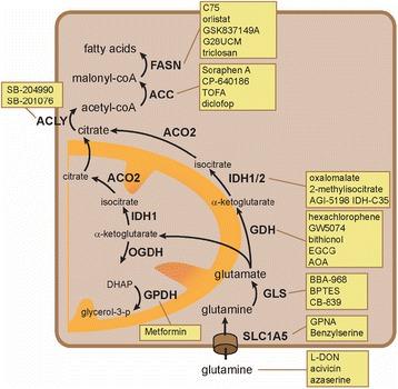 https://cdn.ncbi.nlm.nih.gov/pmc/blobs/37a0/4944519/bde31dde0e31/40170_2016_154_Fig4_HTML.jpg