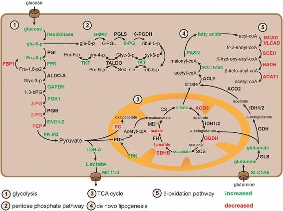 https://cdn.ncbi.nlm.nih.gov/pmc/blobs/37a0/4944519/d9be980c074f/40170_2016_154_Fig1_HTML.jpg
