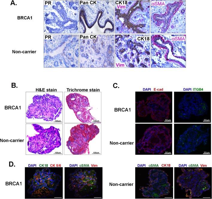 https://cdn.ncbi.nlm.nih.gov/pmc/blobs/37a2/6878650/0dbb3f92d2c1/13058_2019_1214_Fig2_HTML.jpg