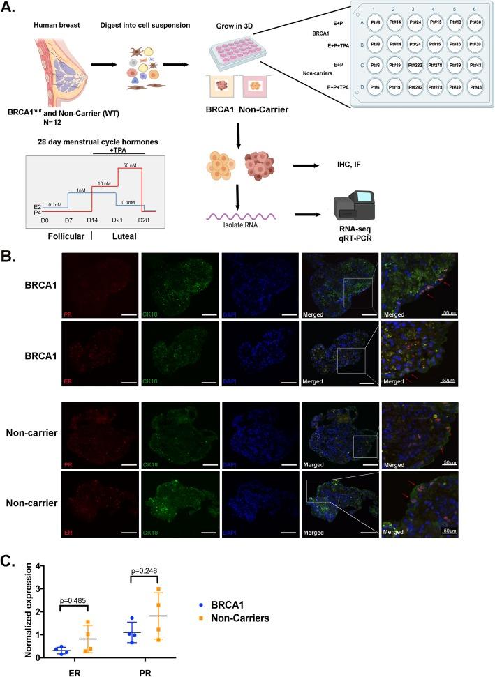 https://cdn.ncbi.nlm.nih.gov/pmc/blobs/37a2/6878650/d3bb2f5d97e8/13058_2019_1214_Fig1_HTML.jpg