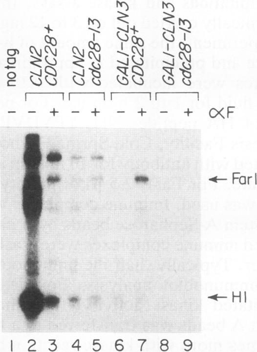 https://cdn.ncbi.nlm.nih.gov/pmc/blobs/37a4/360296/0ac59411a6c4/molcellb00021-0542-b.jpg