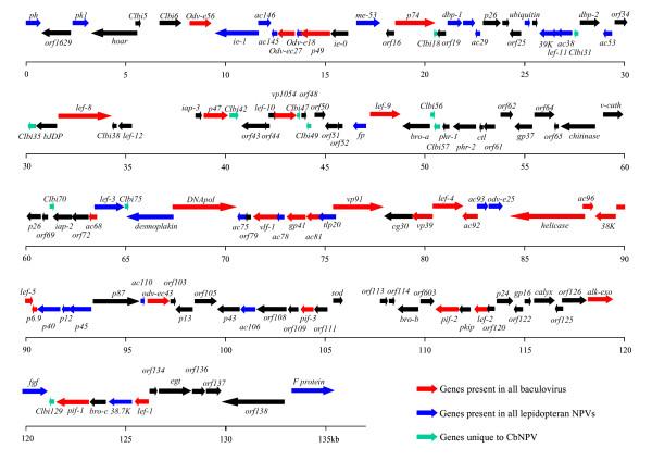 https://cdn.ncbi.nlm.nih.gov/pmc/blobs/37a5/2650706/3449385b15f1/1471-2164-10-91-1.jpg