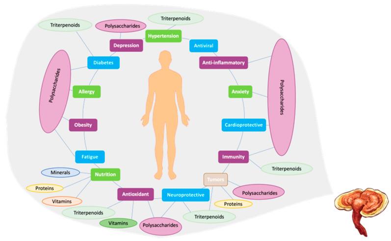 https://cdn.ncbi.nlm.nih.gov/pmc/blobs/37a6/12030363/5afb20aa24e3/pharmaceutics-17-00422-g002.jpg