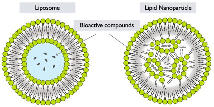 https://cdn.ncbi.nlm.nih.gov/pmc/blobs/37a6/12030363/c87d53f6d4e8/pharmaceutics-17-00422-g006.jpg