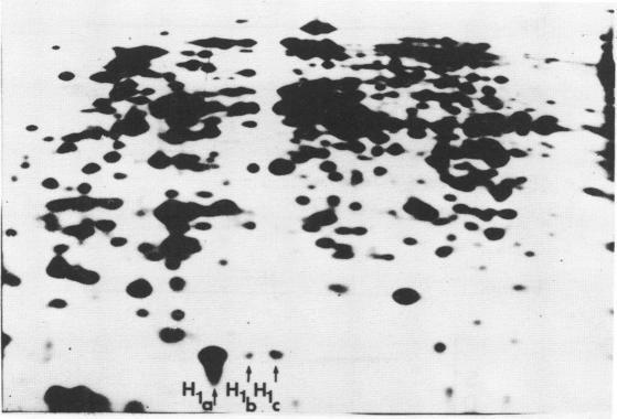 https://cdn.ncbi.nlm.nih.gov/pmc/blobs/37a6/318922/b8ae52015268/nar00331-0186-a.jpg