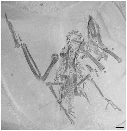 https://cdn.ncbi.nlm.nih.gov/pmc/blobs/37a6/3227577/5e77963d097a/pone.0026350.g002.jpg