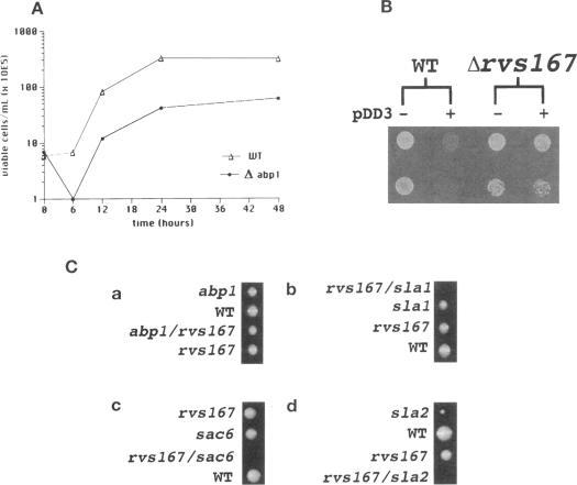 https://cdn.ncbi.nlm.nih.gov/pmc/blobs/37ab/276086/0fd66e7cc1db/mbc00002-0189-a.jpg
