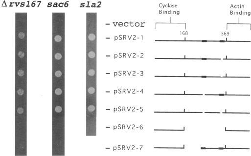 https://cdn.ncbi.nlm.nih.gov/pmc/blobs/37ab/276086/a835da521502/mbc00002-0187-a.jpg