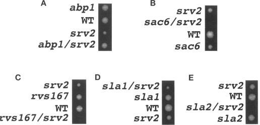 https://cdn.ncbi.nlm.nih.gov/pmc/blobs/37ab/276086/e94cd44c0ff8/mbc00002-0186-b.jpg