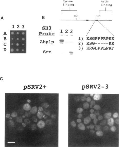 https://cdn.ncbi.nlm.nih.gov/pmc/blobs/37ab/276086/ec85bdaff631/mbc00002-0183-a.jpg