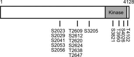 https://cdn.ncbi.nlm.nih.gov/pmc/blobs/37ac/2064754/0769ab760e44/jcb1790183f03.jpg