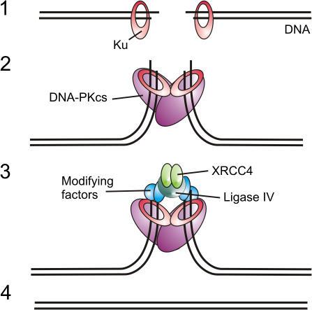 https://cdn.ncbi.nlm.nih.gov/pmc/blobs/37ac/2064754/ab5afb5584e3/jcb1790183f01.jpg