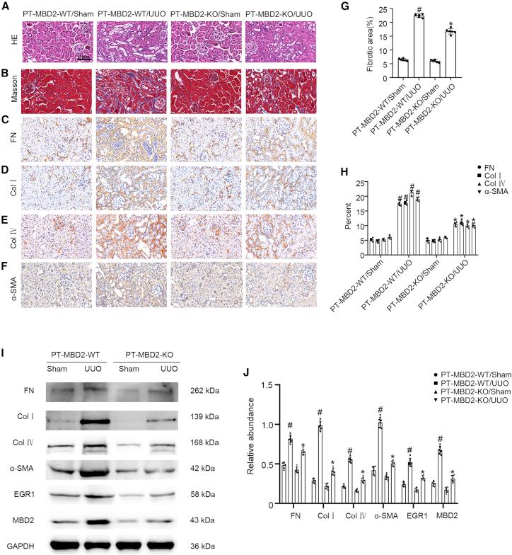 https://cdn.ncbi.nlm.nih.gov/pmc/blobs/37b2/8933641/445b9dacc74d/gr6.jpg