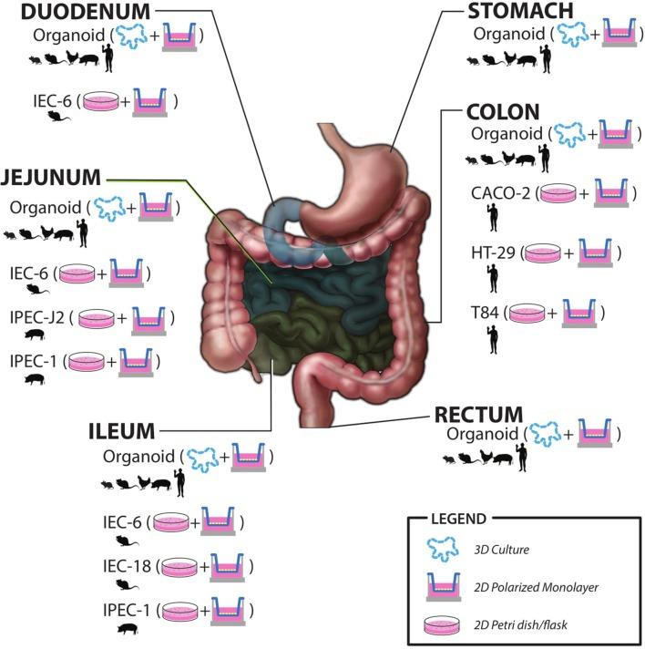 https://cdn.ncbi.nlm.nih.gov/pmc/blobs/37b4/6240795/573ff05f84e3/fphys-09-01584-g0002.jpg