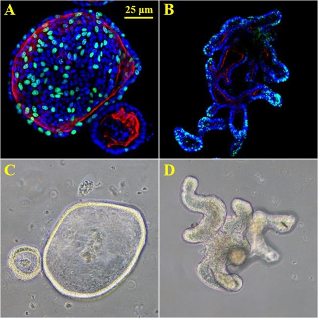 https://cdn.ncbi.nlm.nih.gov/pmc/blobs/37b4/6240795/7e1632200476/fphys-09-01584-g0001.jpg