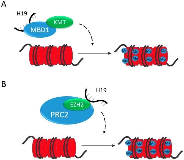 https://cdn.ncbi.nlm.nih.gov/pmc/blobs/37b5/5456333/98a477ec8868/diseases-05-00011-g002.jpg