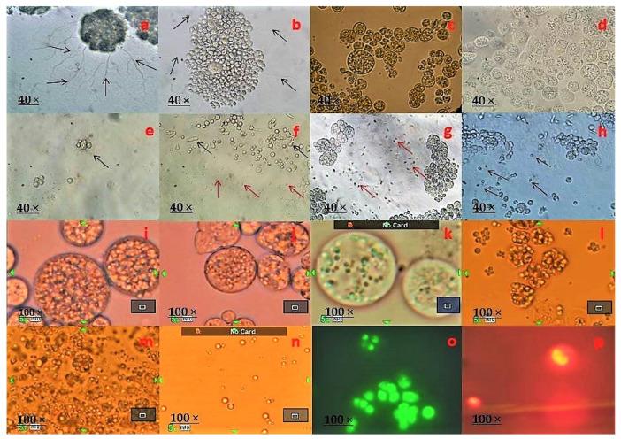 https://cdn.ncbi.nlm.nih.gov/pmc/blobs/37b9/8539084/6fcf75bdb1c6/marinedrugs-19-00571-g002.jpg