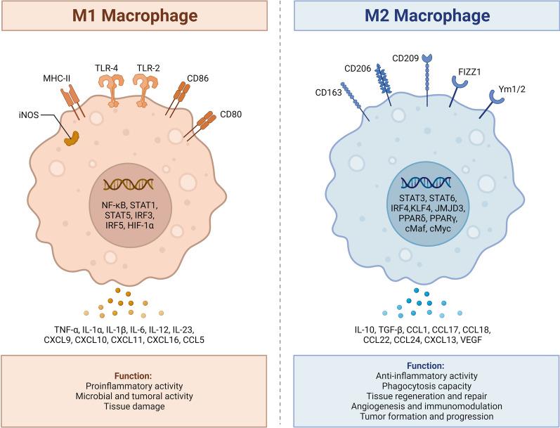 https://cdn.ncbi.nlm.nih.gov/pmc/blobs/37bf/11347554/de1786b4e562/12672_2024_1256_Fig1_HTML.jpg