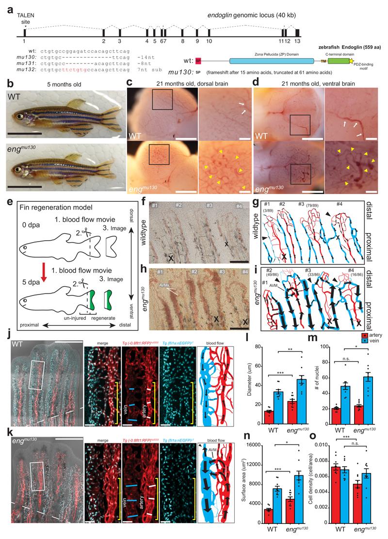 https://cdn.ncbi.nlm.nih.gov/pmc/blobs/37bf/5455977/41480248da07/emss-72239-f001.jpg