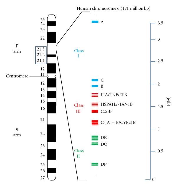 https://cdn.ncbi.nlm.nih.gov/pmc/blobs/37c3/3385965/e9d0fe0dcf25/CDI2012-584374.001.jpg