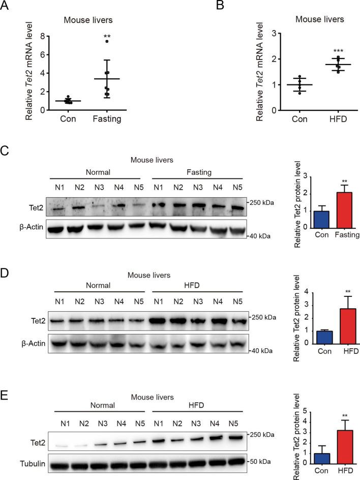 https://cdn.ncbi.nlm.nih.gov/pmc/blobs/37c5/12133150/3bdcb50304e1/elife-103663-fig1.jpg