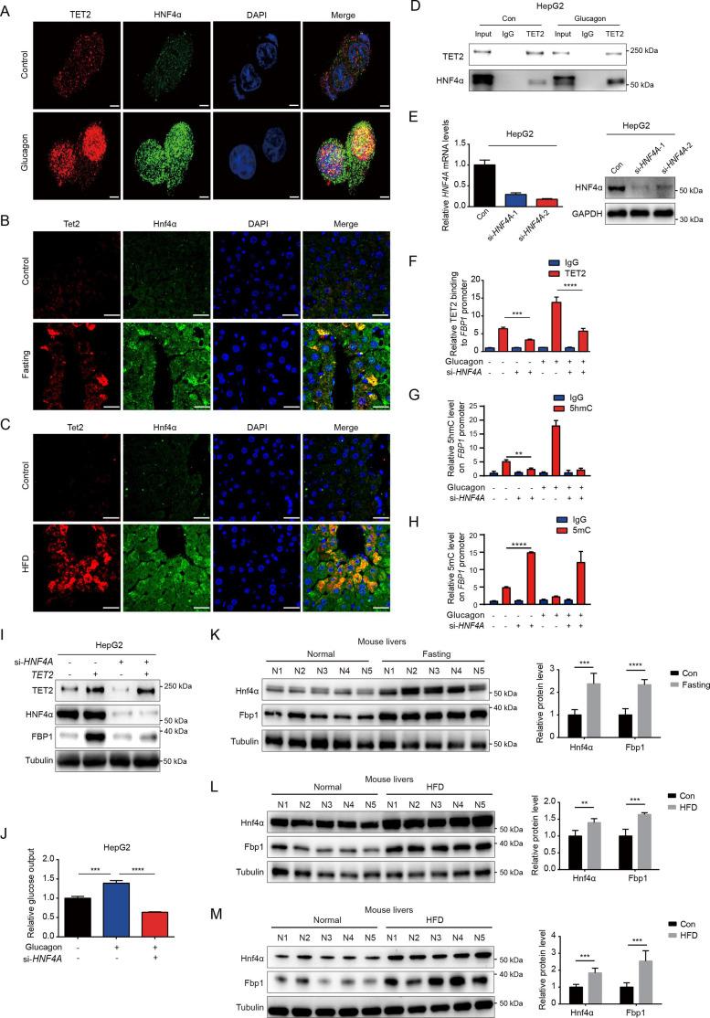 https://cdn.ncbi.nlm.nih.gov/pmc/blobs/37c5/12133150/7551ef114748/elife-103663-fig4.jpg