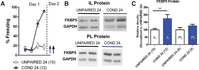 https://cdn.ncbi.nlm.nih.gov/pmc/blobs/37c6/5362697/3352974abca7/Criado-MarreroLM043000f03.jpg