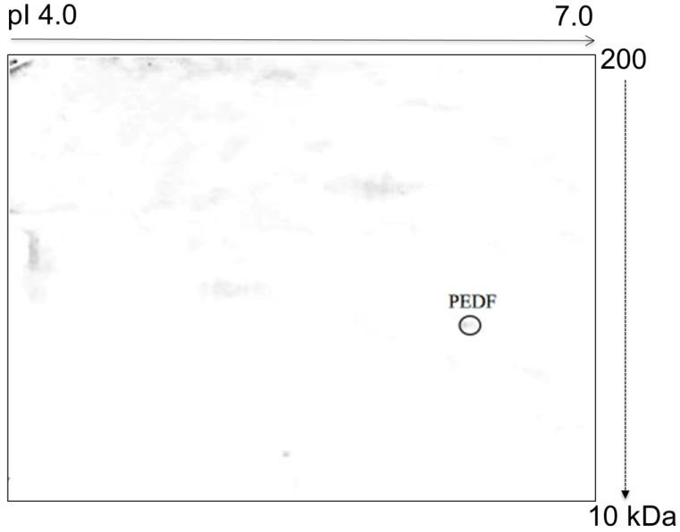 https://cdn.ncbi.nlm.nih.gov/pmc/blobs/37c9/4879765/a836b144ebfa/ijmsv13p0330g004.jpg