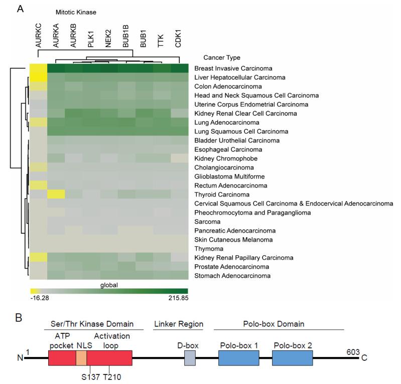 https://cdn.ncbi.nlm.nih.gov/pmc/blobs/37c9/7599805/fce1ab641ccc/cancers-12-02953-g001.jpg