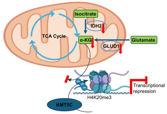 https://cdn.ncbi.nlm.nih.gov/pmc/blobs/37cf/11668942/5acb427209ab/zr-45-6-1175-9.jpg