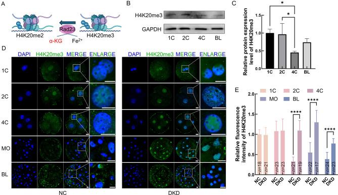 https://cdn.ncbi.nlm.nih.gov/pmc/blobs/37cf/11668942/8ed9296d9a19/zr-45-6-1175-6.jpg