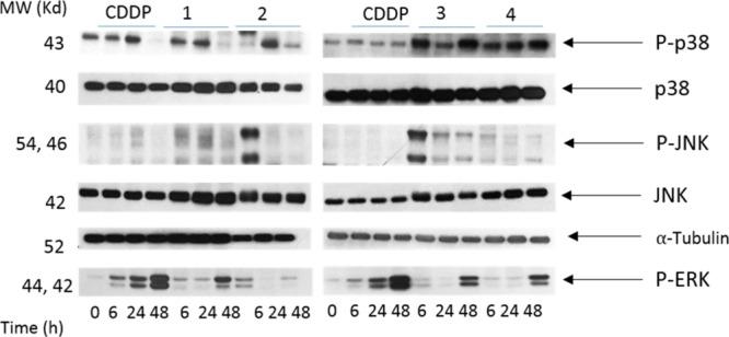 https://cdn.ncbi.nlm.nih.gov/pmc/blobs/37d0/6933576/0636c09c02b0/ao9b02831_0009.jpg