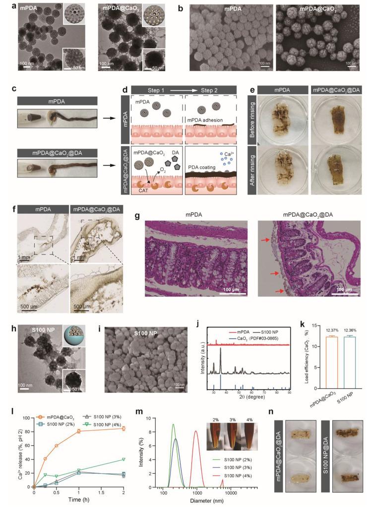 https://cdn.ncbi.nlm.nih.gov/pmc/blobs/37d1/10668504/05bba74fc3ff/12951_2023_2227_Fig3_HTML.jpg