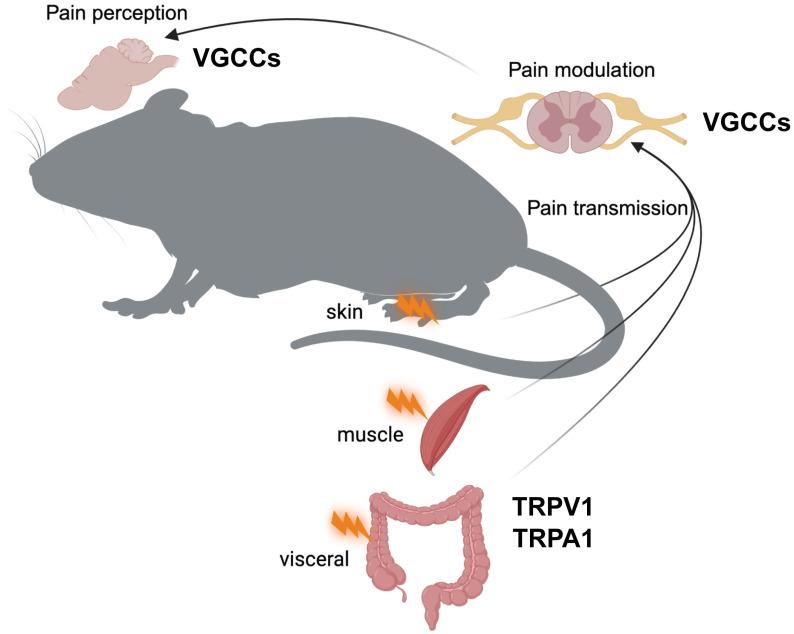 https://cdn.ncbi.nlm.nih.gov/pmc/blobs/37d1/12160918/045b69326b96/ijbsv21p3726g001.jpg