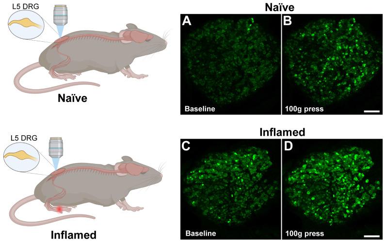 https://cdn.ncbi.nlm.nih.gov/pmc/blobs/37d1/12160918/6e5c656f3c12/ijbsv21p3726g002.jpg