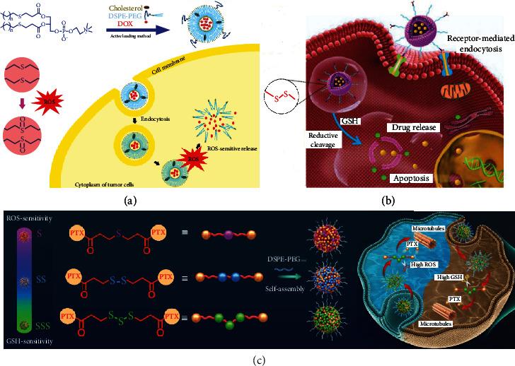 https://cdn.ncbi.nlm.nih.gov/pmc/blobs/37d2/9680525/58bd3bd6edb8/RESEARCH2022-9808429.008.jpg