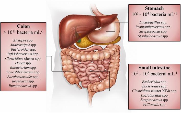 https://cdn.ncbi.nlm.nih.gov/pmc/blobs/37d4/4923077/41490dbee1db/fmicb-07-00979-g0001.jpg