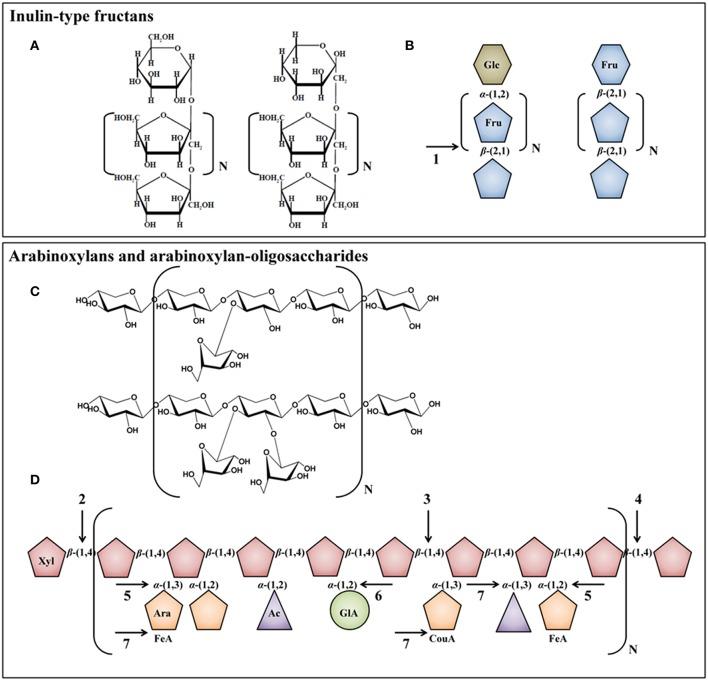 https://cdn.ncbi.nlm.nih.gov/pmc/blobs/37d4/4923077/89303c962f69/fmicb-07-00979-g0003.jpg