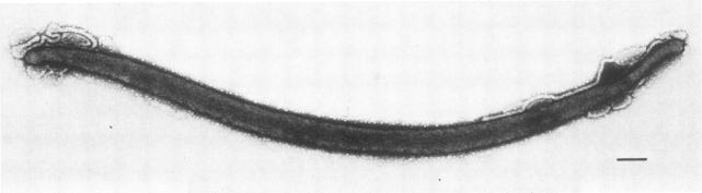 https://cdn.ncbi.nlm.nih.gov/pmc/blobs/37d5/263194/6763dddec264/iai00119-0140-b.jpg