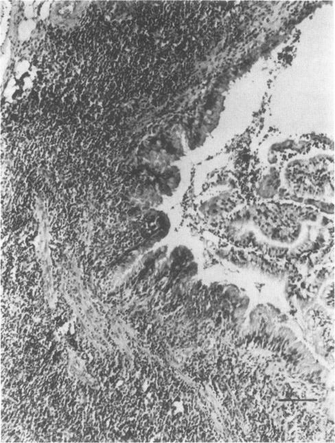 https://cdn.ncbi.nlm.nih.gov/pmc/blobs/37d5/263194/ecf970435c3d/iai00119-0138-a.jpg
