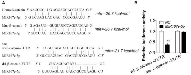 https://cdn.ncbi.nlm.nih.gov/pmc/blobs/37d5/6912825/0ff0736a79b6/cells-08-01385-g002.jpg
